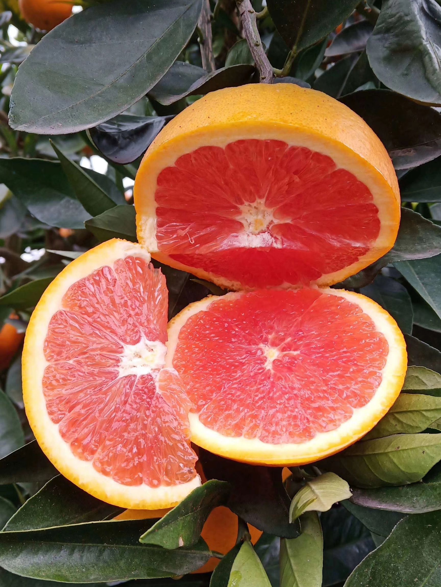 [红肉脐橙苗批发] 红肉脐橙苗价格4.8元\/棵 50棵起批