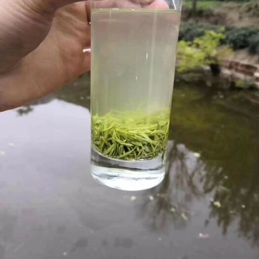 信阳 信阳毛尖 明前茶 纯芽  特级  高档礼盒装