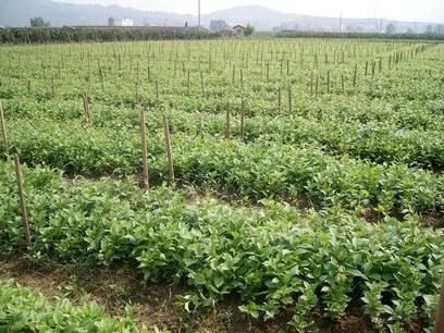 桓仁县刺芽苗 本溪桓仁县苗木种植基地，各种苗木。大批量批发，欢迎合作。