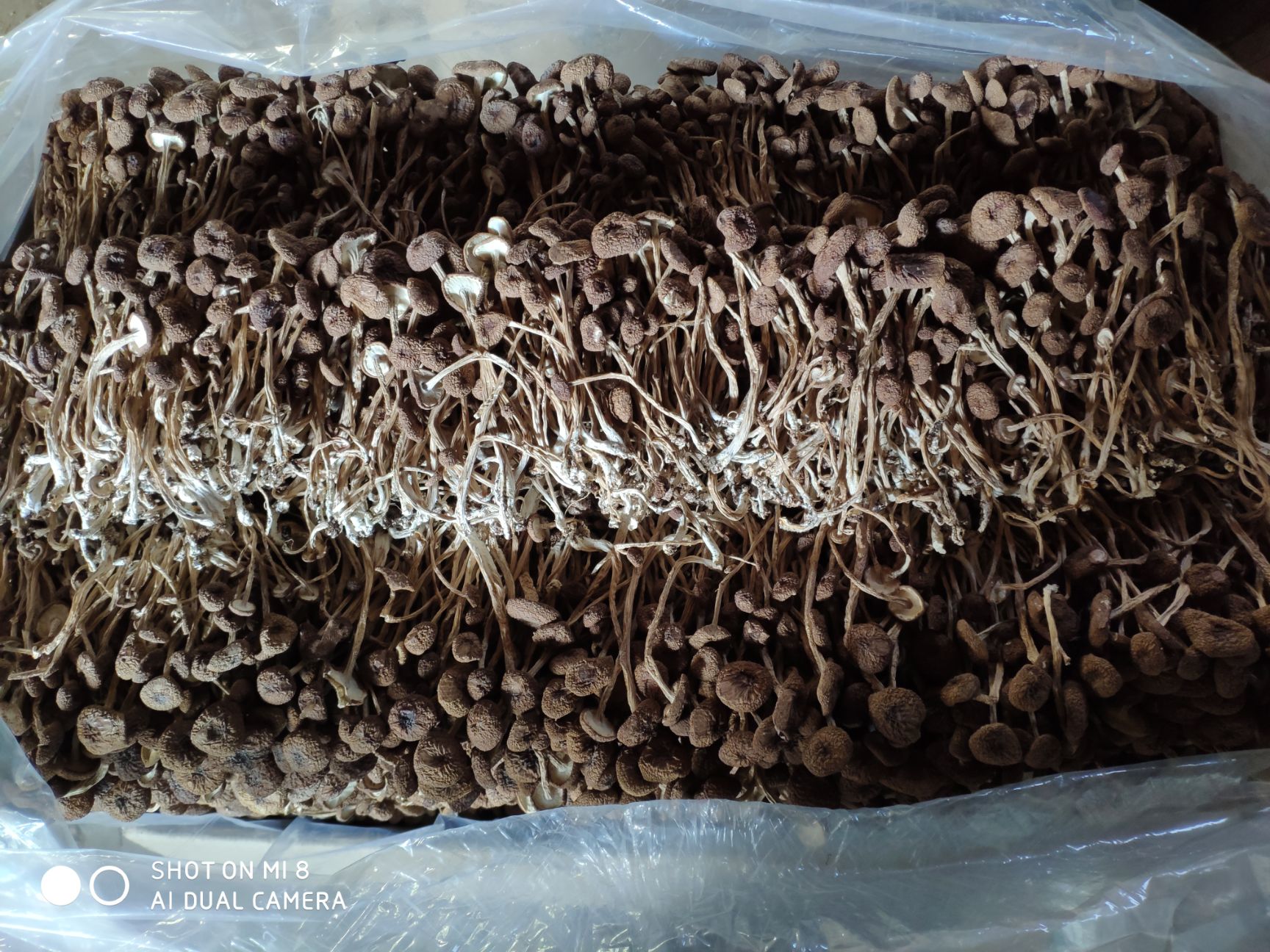  精品3号茶树菇