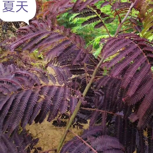紫叶合欢 新品种 三季紫红 不反青 不变绿 不蕉叶