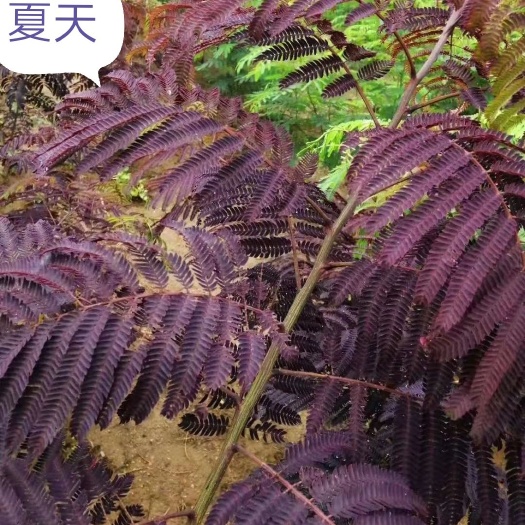日照紫叶合欢 新品种 三季紫红 不反青 不变绿 不蕉叶