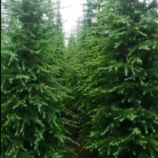 汝南县喜马拉雅雪松  三，四，五米雪松，树形好，圣诞树，真树