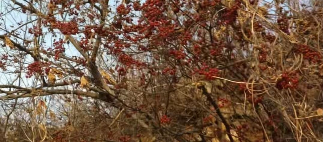 济南荜茇 毕拨果 扁担杆种子或者整株