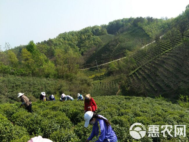 银毫茶 信阳毛尖 明前茶纯芽 特级茶  高档礼盒包装