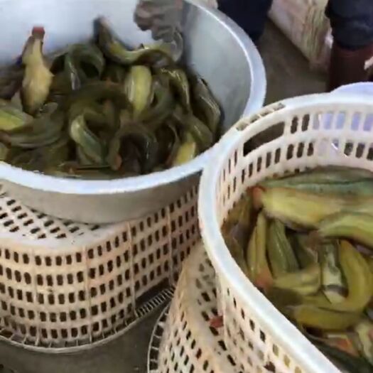 廉江市三黄塘鲺 本合作社长期有鱼出