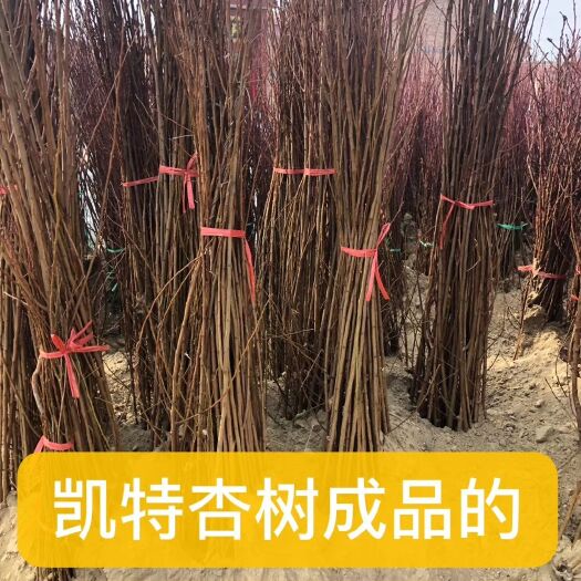 绛县金太阳杏树苗，凯特杏树苗出售