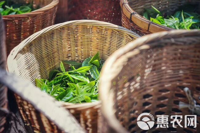 银毫茶 信阳毛尖 明前茶纯芽 特级茶  高档礼盒包装