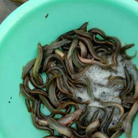  大量出售成品泥鳅