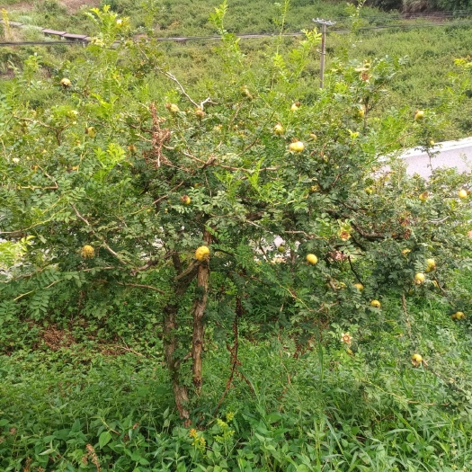 贵阳脆红李 3000亩果园诚招合作开发