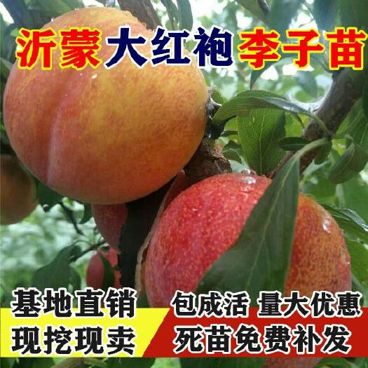 平邑县 大红袍李子苗，甜度高基地直销现挖现卖包品种及成活死苗免费补发