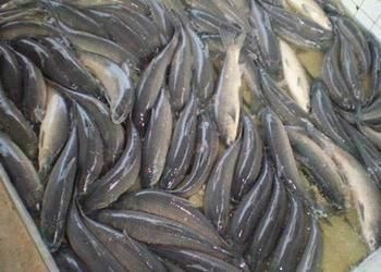 重庆市丁桂鱼苗 统货