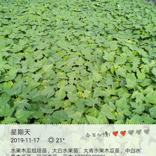 江门红心木瓜苗  水果木瓜苗，水果木瓜组培苗，大白木瓜苗，大青木瓜苗，中白木