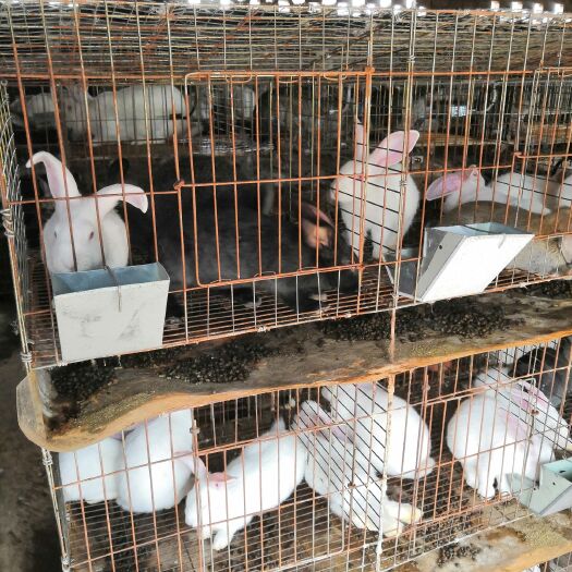青神县肉兔 100多只商品兔出售
