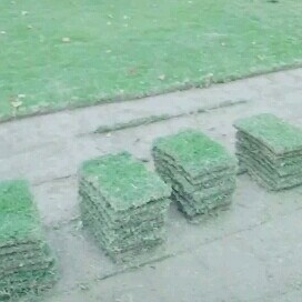 余姚市马尼拉草皮