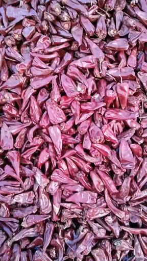凌海市北京红干辣椒  干辣椒（花皮也有2元）