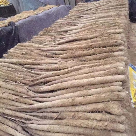 砀山县白玉山药 白玉大通货