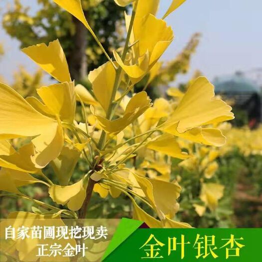 平邑县银杏实生苗  银杏树苗 大中小规格齐全 占地 绿化苗木