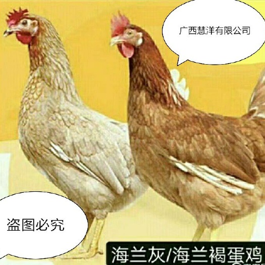 南宁海兰褐蛋鸡苗，海兰灰蛋鸡苗，质量可靠，包打疫苗厂家直销店