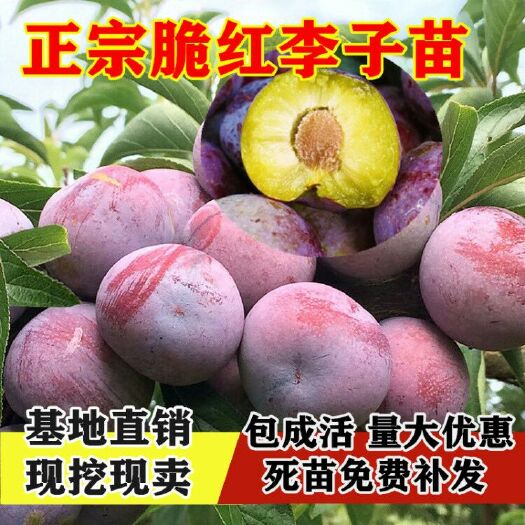 平邑县脆红李苗 脆红李子苗，嫁接苗基地直销包成活及品种死苗免费补发现挖现卖
