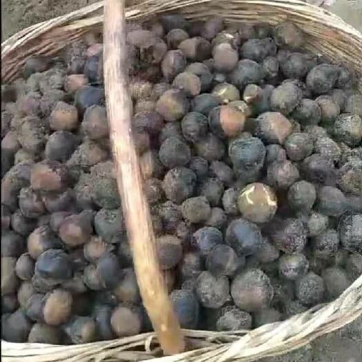 西峽縣 七葉樹(shù)種子