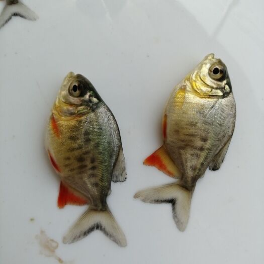 广州鲳鱼苗  淡水淡水白鲳鱼淡水红腹鲳鱼