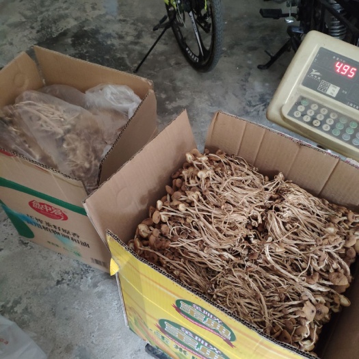 广昌县 精品3号茶树菇