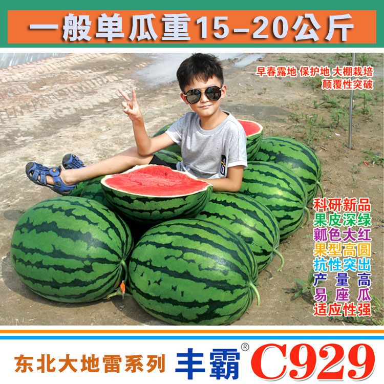 丰霸c929西瓜种子中晚熟高圆皮薄大果抗病高产东北大地雷系