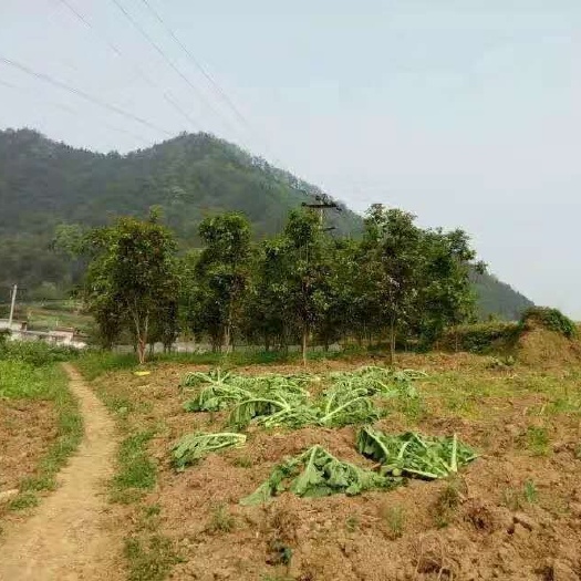 高县 本人有七八十棵桂花树 种植有十年了 现在便宜处理啦 临近公路