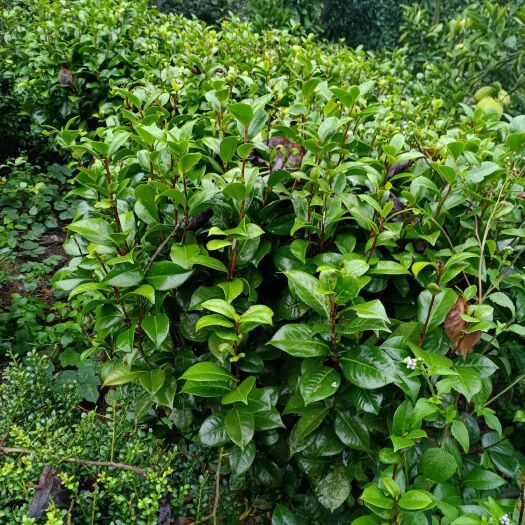 洪江市 一米冠山茶花