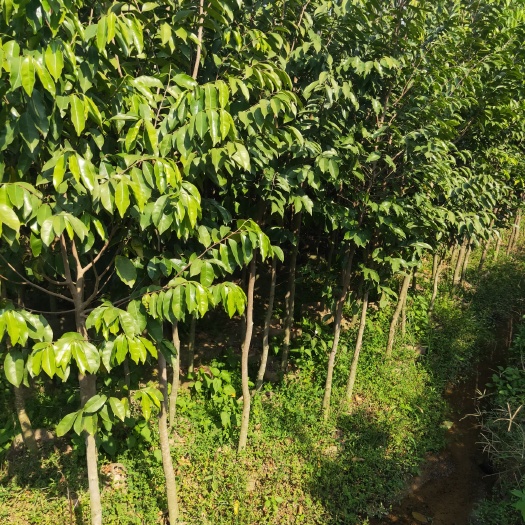 化州市沉香苗木（奇楠苗木)，沉香产品，化橘红苗木，化橘红产品