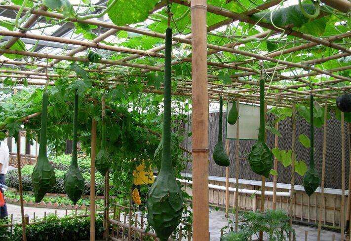 平遥县 鹤首葫芦种子