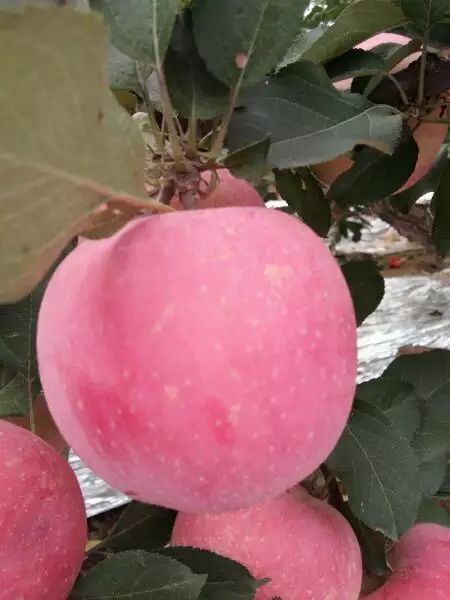 泰安 红富士苹果苗 死苗补发 保证成活