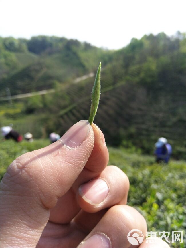 银毫茶 信阳毛尖 明前茶纯芽 特级茶  高档礼盒包装