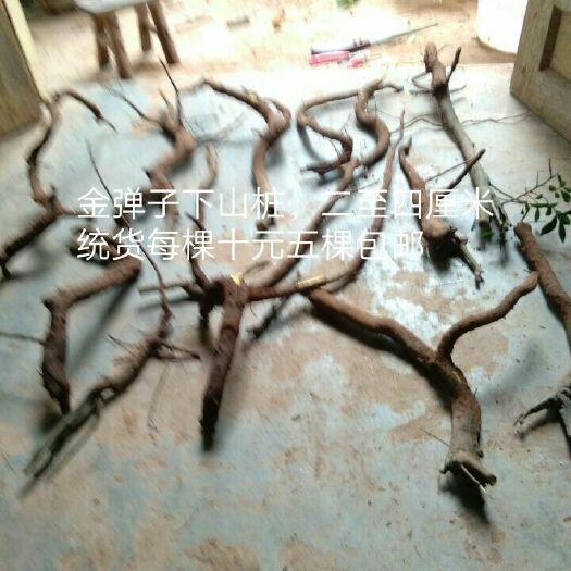 宜宾金弹子  桩2－5公分每棵10元5棵包邮
