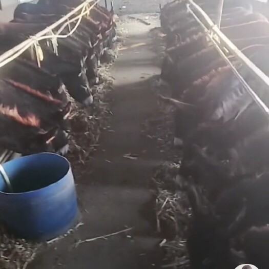 兰考县肉驴 诚信经营，寻求长期合作伙伴