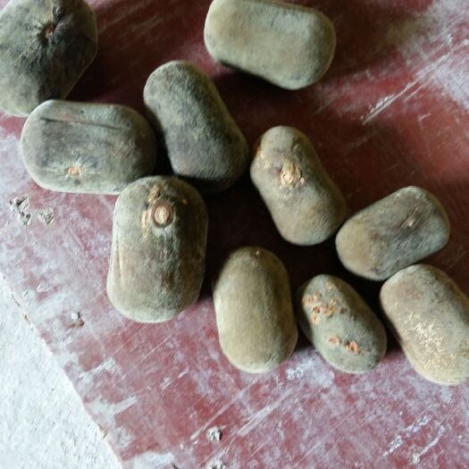 化州市 化橘红干果，干花