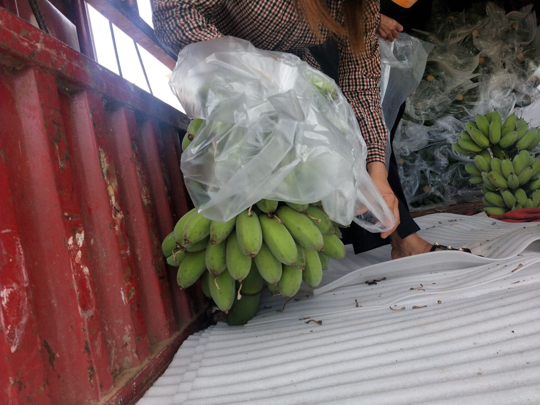 广东徐闻县香蕉和粉蕉