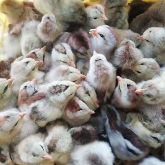 南宁彩凤鸡苗 母