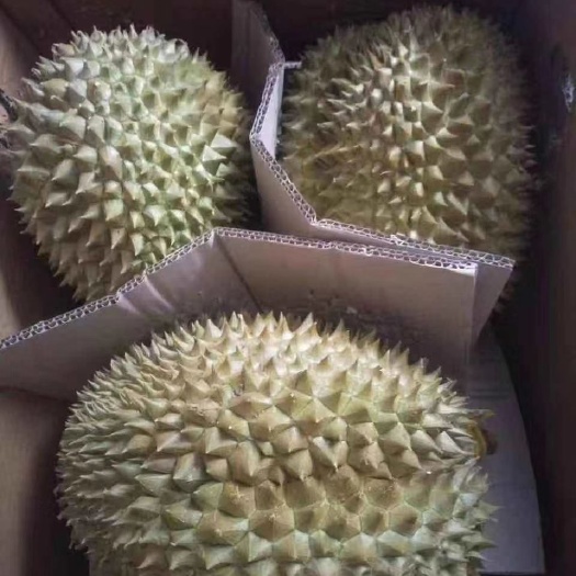 昆明泰国榴莲 泰国金枕