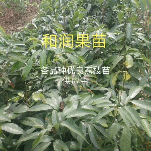 灵山县仙进奉荔枝苗 品质保证，欢迎咨询，惠顾