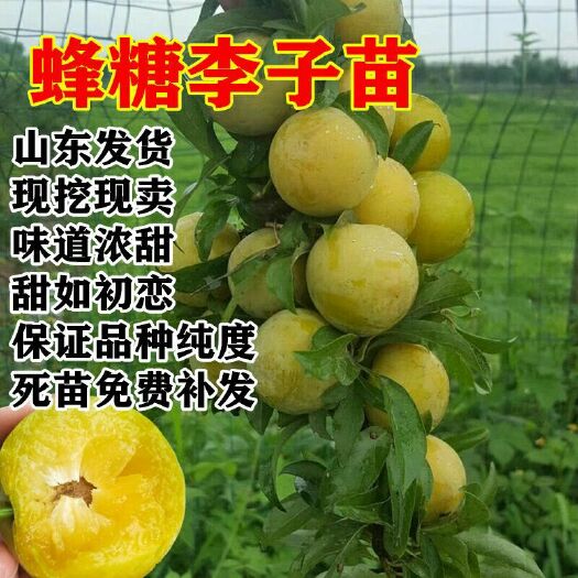 平邑县蜂糖李树苗 蜂糖李子苗，甜度高南北方可种现挖现卖包成活死苗免费补发包纯