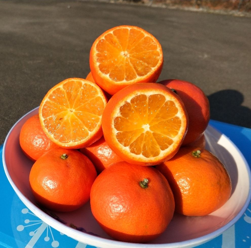 世纪红蜜桔 广西桂林特产桔子