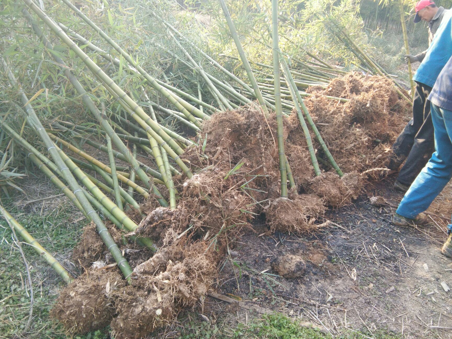  雷竹种苗上车价6元一株。