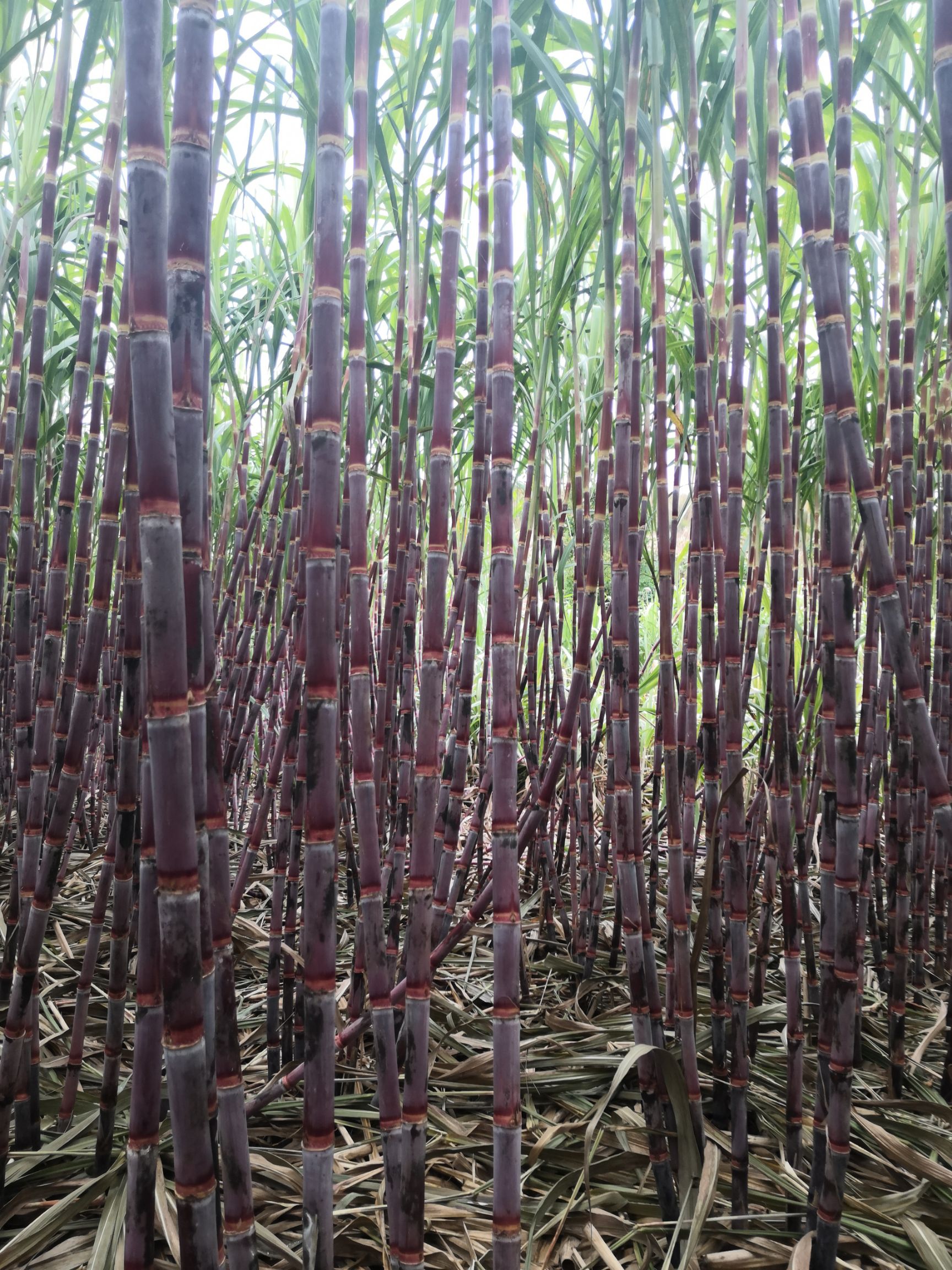 红甘蔗 老家红皮精品，脆甜多汁，欢迎采购