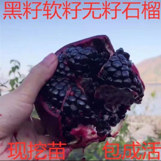 平邑县突尼斯软籽石榴树苗 突尼斯软籽黑石榴苗保成活包品种死苗补发今日爆款现挖先发