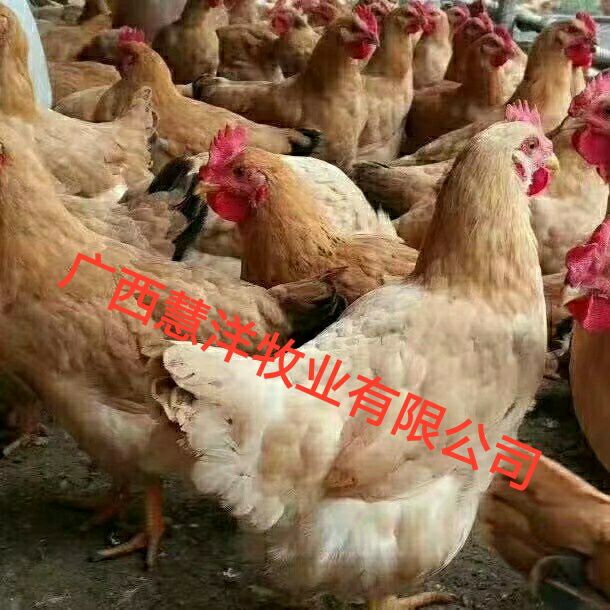 三黄鸡苗，分别为三黄土1.5号，三黄土二，质量保证假一赔十