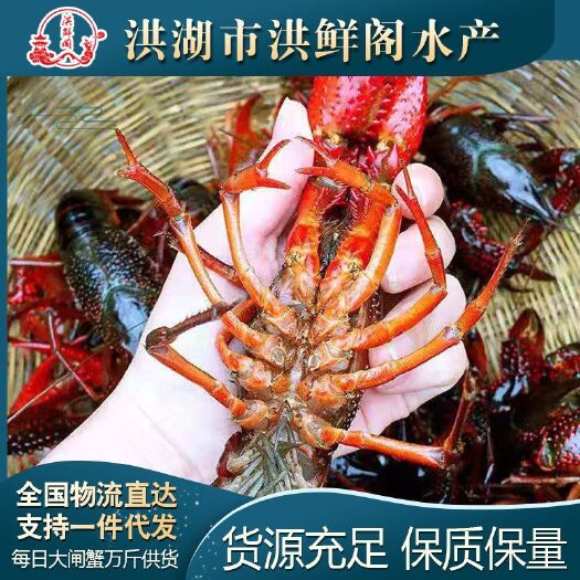 洪湖市小龙虾  洪湖，肉质饱满，物超所值，每日供货上万斤