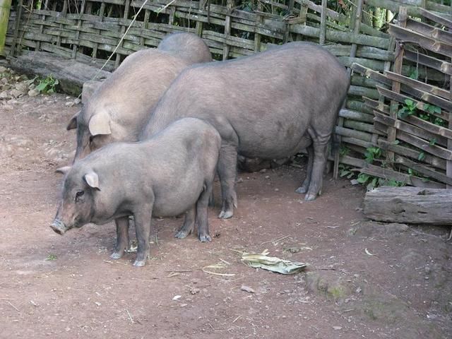 芒市 德宏小耳朵猪：小型猪大众称“细骨猪”、“冬瓜猪”或“油葫芦