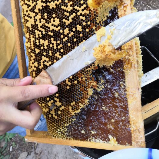 泸州 凉山绿色无污染蜂蜜